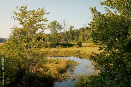 Foto Wetland area along Dresser Brook in Williamsburg, Massachusetts