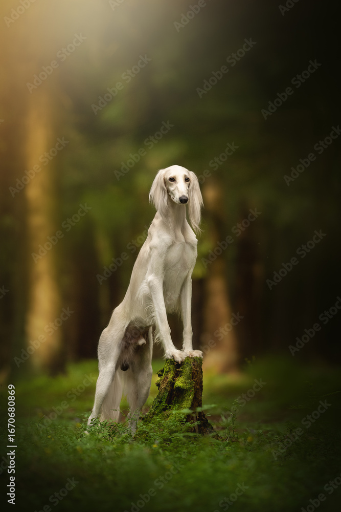 Fototapeta premium A white Saluki dog poses regally. It is seated on a tree stump covered in green moss in a sun-dappled forest. The dog is alert, with its long fur flowing