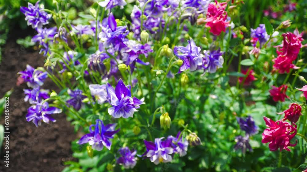 Beautiful colorful columbine flowers blossoming on flower bed on summer day bunch of aquilegia. Summer background Beautiful colorful columbine flowers blossoming on flower bed on summer day bunch of aquilegia. Summer background