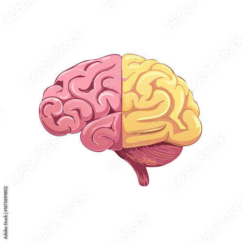 Illustration of the human brain split into two colorful hemispheres representing logic and creativity