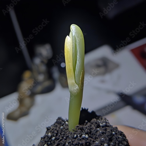 Closeup of a Sprouting Seedling, New Plant Growth, Early Stages of Plant Life