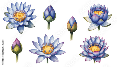 Blue lotus bloom watercolor style. Hand painted violet lotus flower with soft gradient petals.