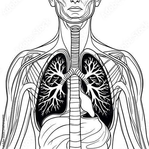 Human Respiratory System Continuous Line Diagram. Educational Anatomical Outline Illustration for Medical and Educational Resources.