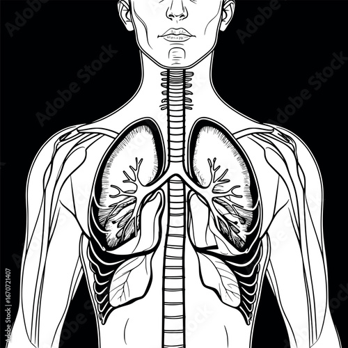 Human Respiratory System Continuous Line Diagram. Educational Anatomical Outline Illustration for Medical and Educational Resources.