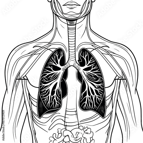 Human Respiratory System Continuous Line Diagram. Educational Anatomical Outline Illustration for Medical and Educational Resources.