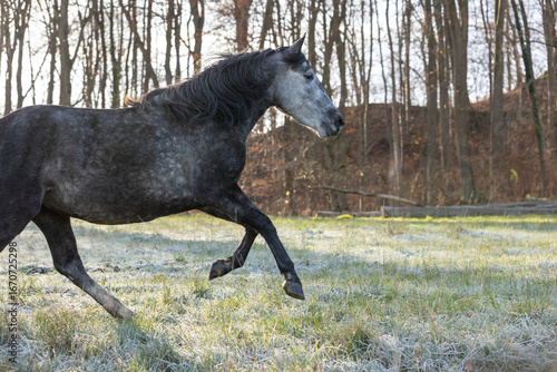 Pferd im Schnee