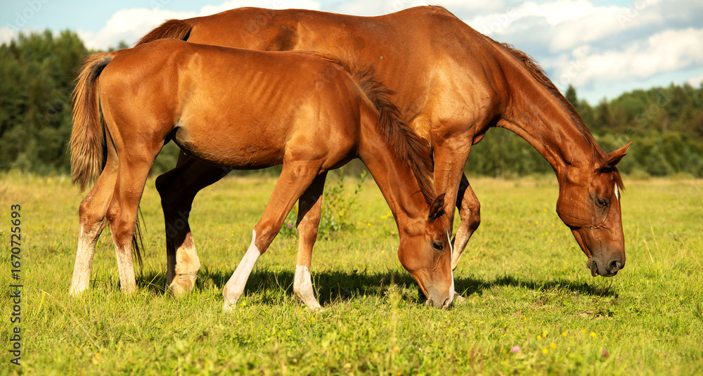 Obraz premium sportive foal grazing at pasture with mom. sunny summer evening