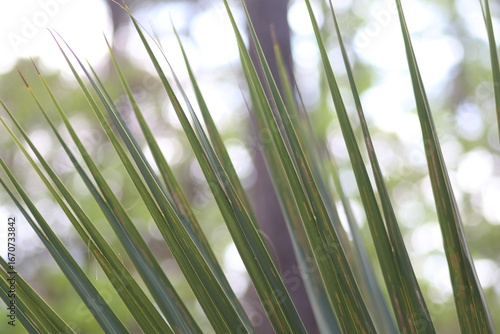 green palm background