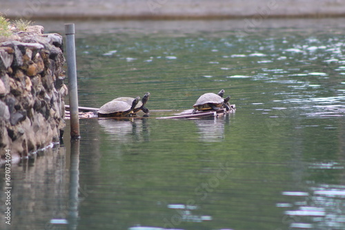 Turtles on the water
