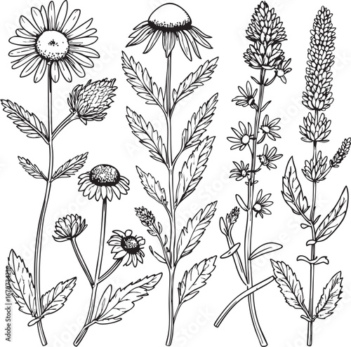 Medicinal herbs outline. Chamomile mint echinacea lavender in vintage vector art.