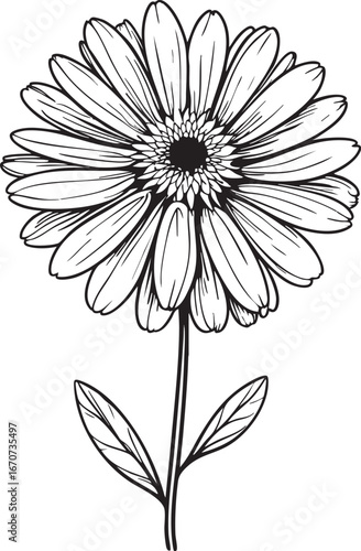 Calendula medicinal herb outline. Minimalist black and white vector botanical of healing flower.