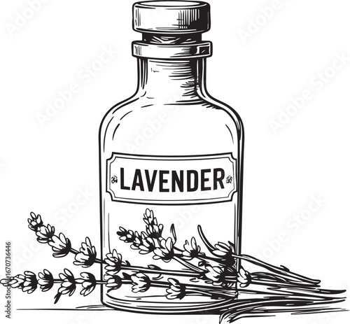 Lavender apothecary bottle outline. Minimalist black and white vector of vintage herbal remedy container.