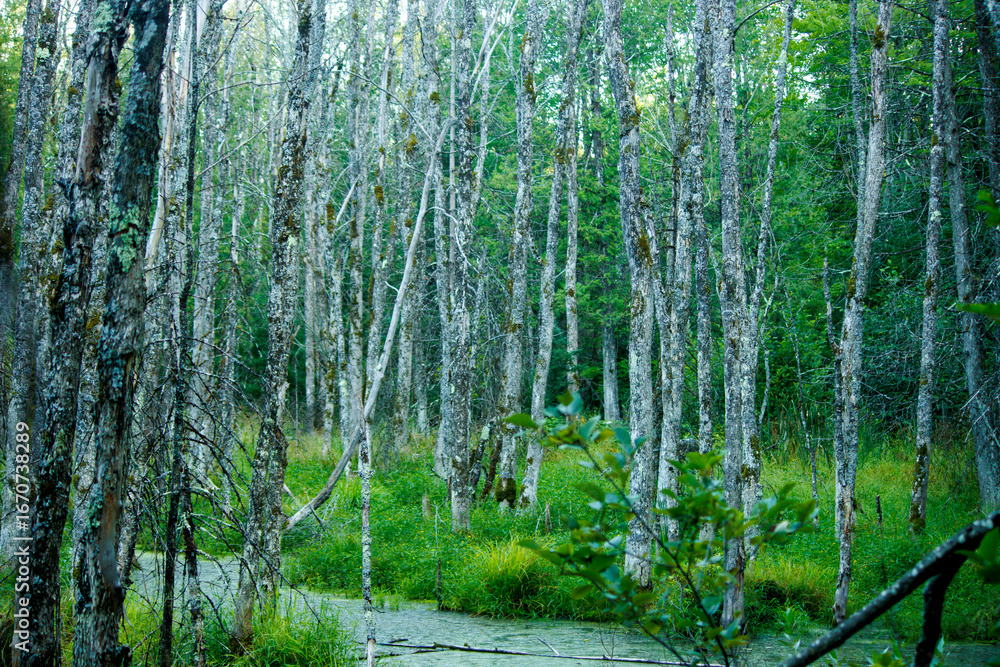Obraz premium a pond in the green forest in the morning