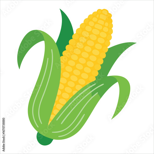 fresh corn cob with husk vector isolated on white