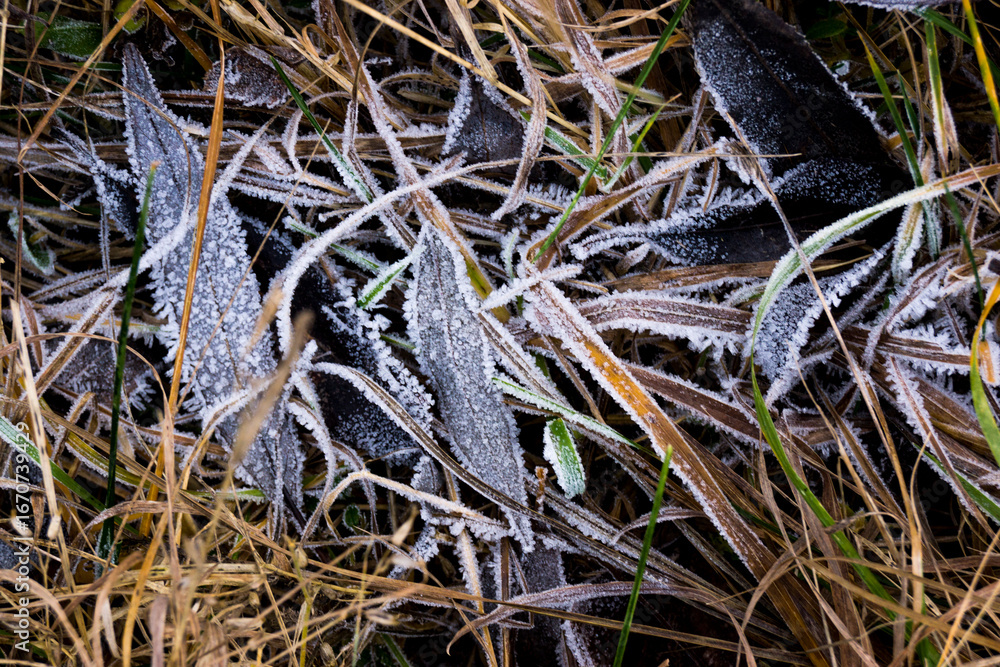 Fototapeta premium a close up of a grass