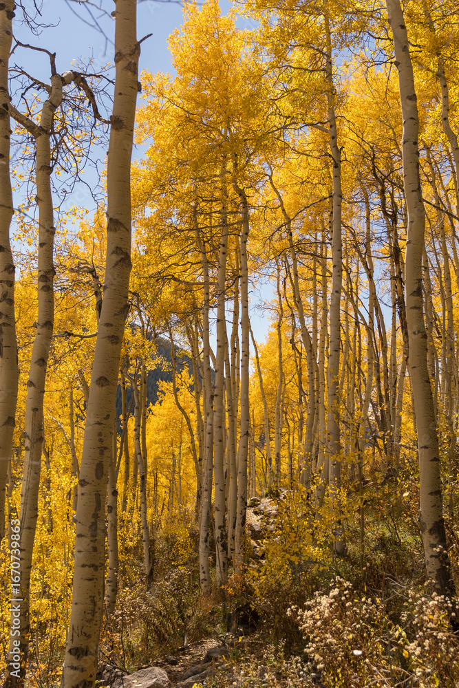 Fototapeta premium Autumn in the forest