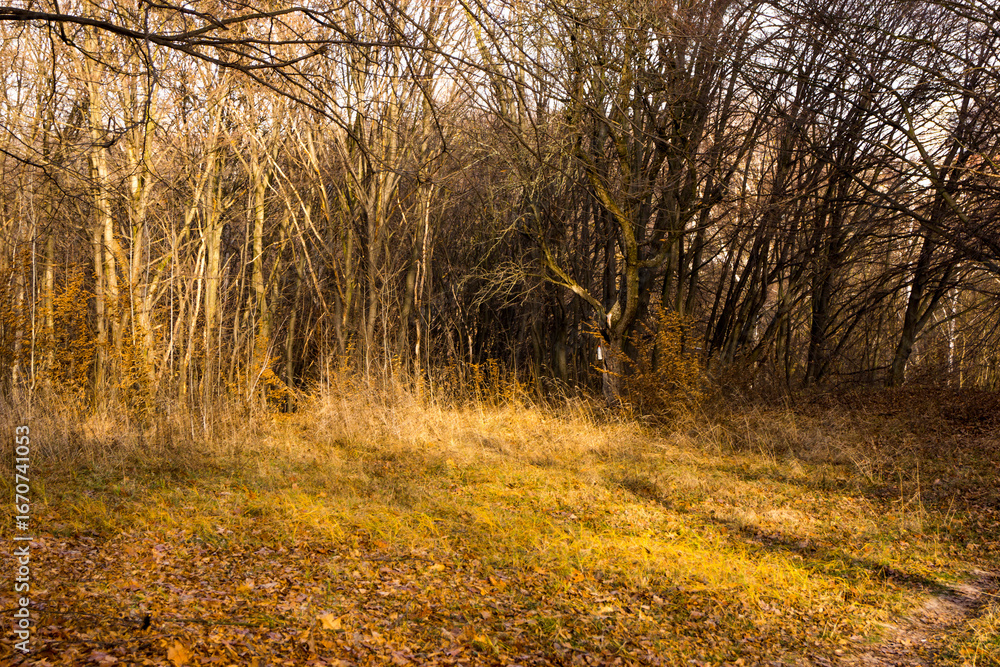 Obraz premium autumn in the woods