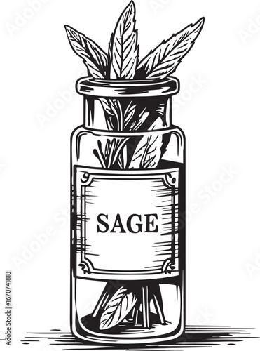 Sage apothecary vial outline. Minimalist black and white vector of vintage herbal healing container.