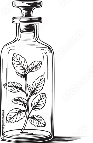 Mint leaves apothecary bottle outline. Minimalist black and white vector herbal glass container.