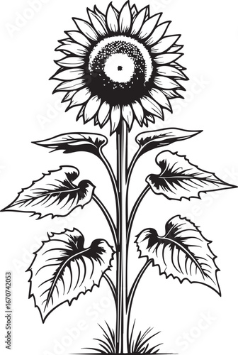 Sunflower plant outline. Minimalist black and white vector botanical drawing for garden and nature themes.