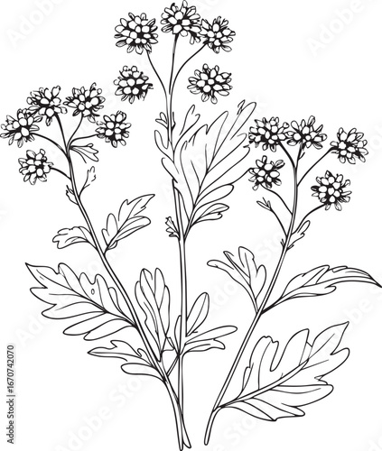 Valerian medicinal herb outline. Minimalist black and white vector of natural sleep aid plant.