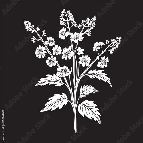Valerian medicinal herb outline. Minimalist black and white vector of natural sleep aid plant.