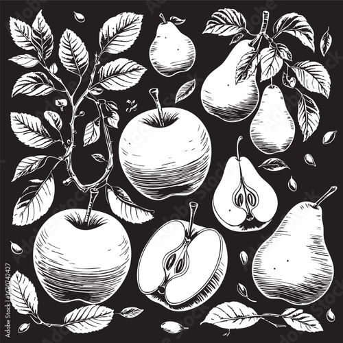 Apple and pear outline vector set. Elegant botanical fruit illustrations in black and white.
