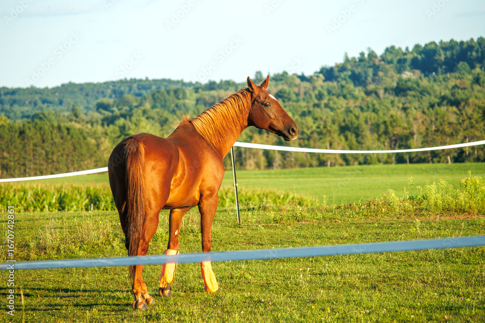 Fototapeta premium horse in the field
