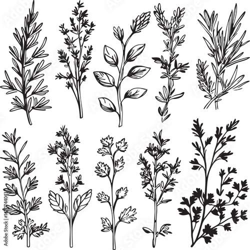 Culinary herbs outline set. Vector illustration of rosemary basil parsley thyme.