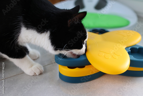 Curious cat exploring interactive puzzle feeder toy