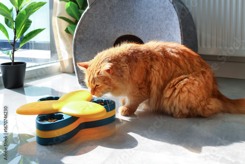 Ginger Cat Enjoying Meal from a Puzzle Feeder