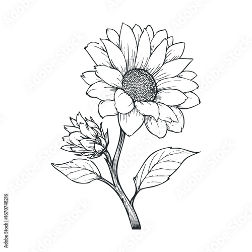 Elegant sunflower sketch design for floral art prints and decor. Vector illustration