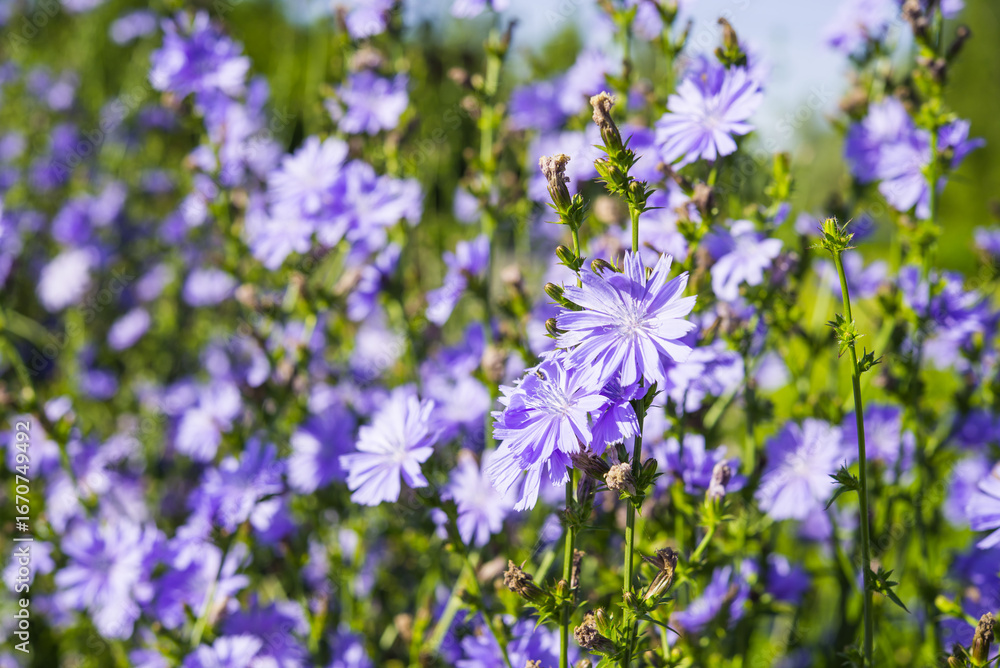 Fototapeta premium Chicory in full bloom. Vibrant purple-blue flowers thriving in a wild summer meadow.