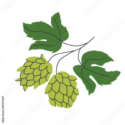 Green hop cones with leaves on stem isolated on white background used in brewing and beer production botanical illustration
