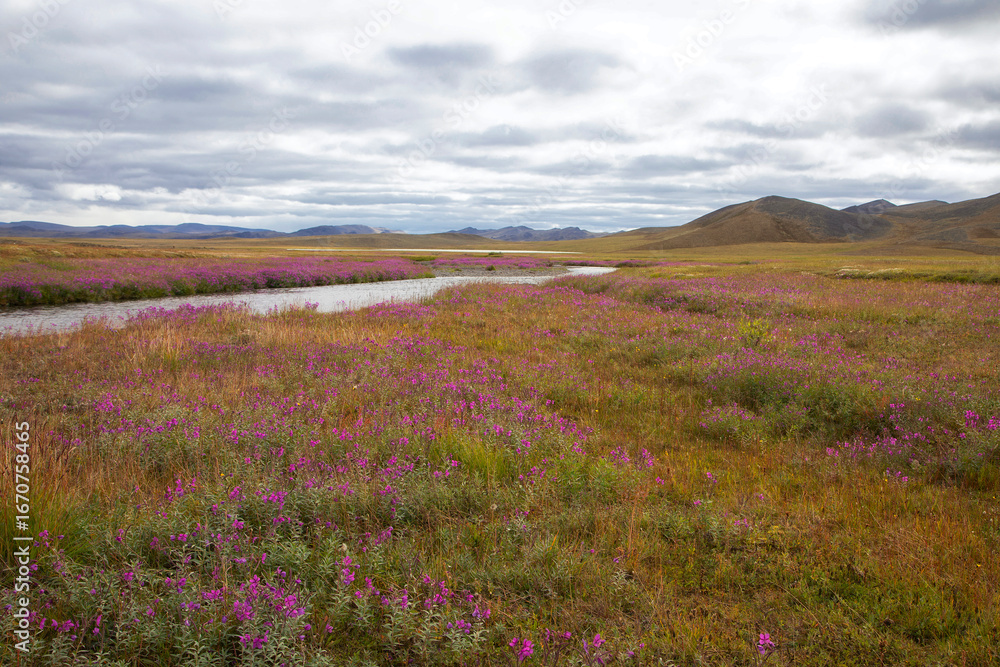 Fototapeta premium Summer in the tundra. Fireweed blooms. Yakutia. Russia