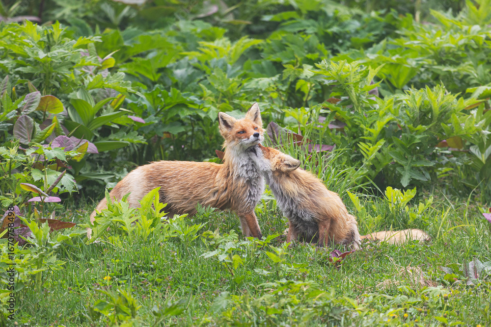 Fototapeta premium Two adult red foxes stand on green grass, Kunashir Island