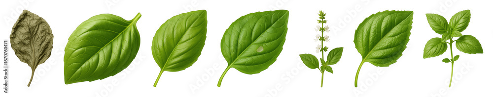 Obraz premium Basil set including fresh leaves, dried leaf, flowering stem, and sprig isolated. Culinary ingredient and herb collection.