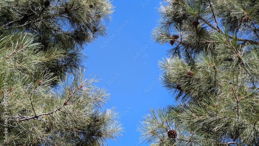 Naklejka premium Pine tree branches against blue sky