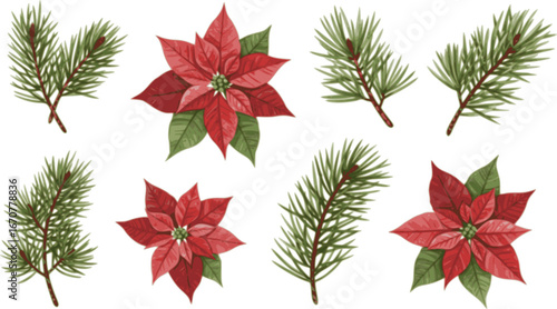 Watercolor holiday plants, poinsettia and pine corn branches clipart collection. Isolated on white background vector illustration set.
