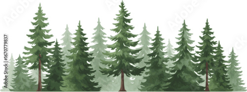 Forest trees watercolor vector illustration. Pine tree panorama view.
