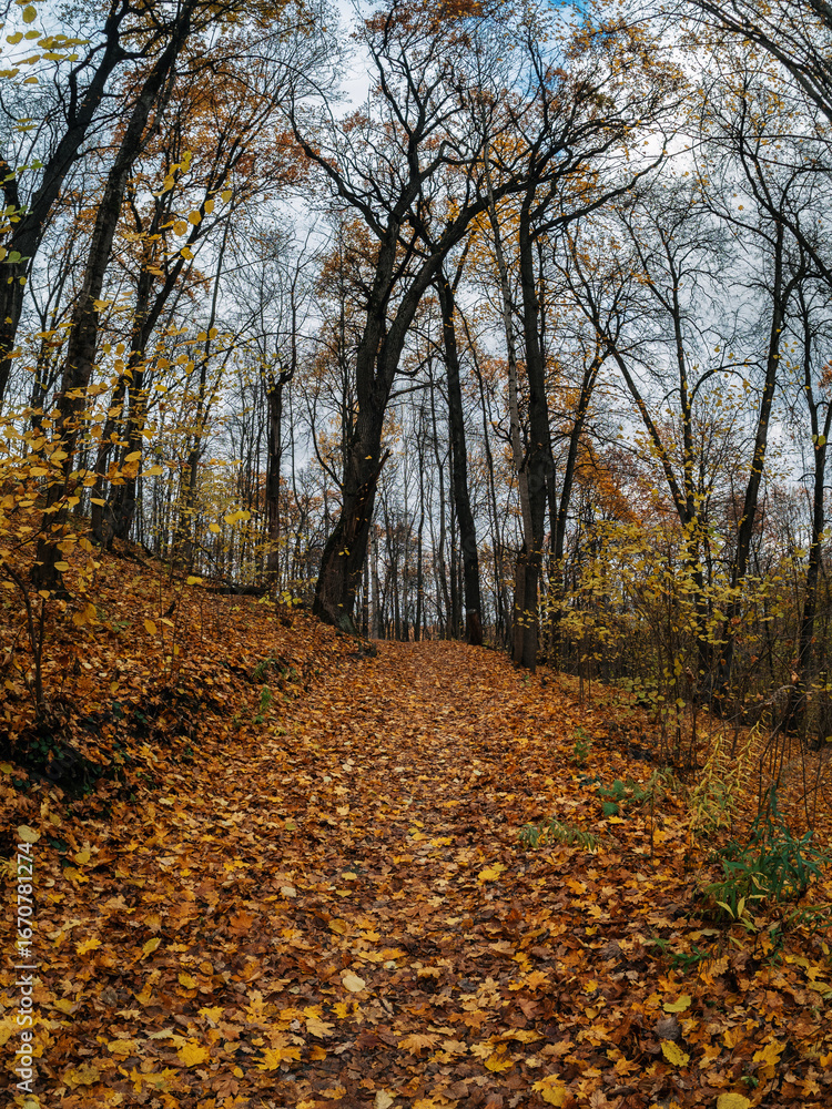 Obraz premium Autumn forest path in yellow foliage