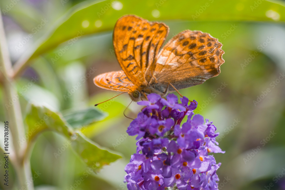 Obraz premium Farfalla arancione e nera posta su fiore fucsia