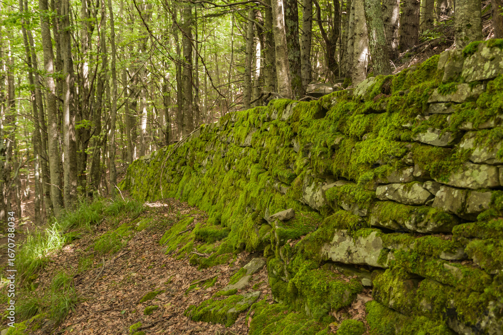 Fototapeta premium Muro a secco nel bosco in Appennino ricoperto di muschio