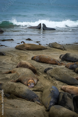 Giant seals laying on a beach