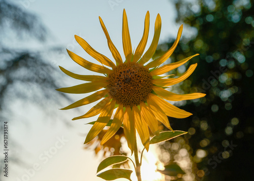 sunflower in backlight