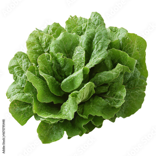 fresh green oakleaf lettuce isolated on transparent background