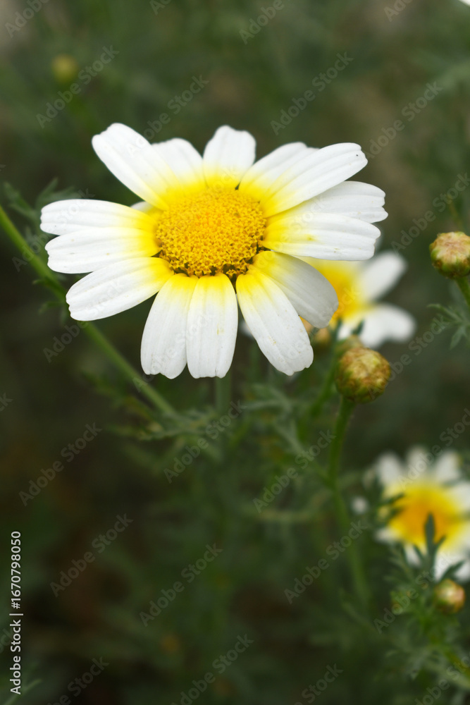 Fototapeta premium White Yellow Crown Daisy, Close-up of a white and yellow crown daisy flower, blooming in nature, Close-up shot of beautiful White yellow Crown Daisy flower (Chrysanthemum coronarium), Crown Daisy,