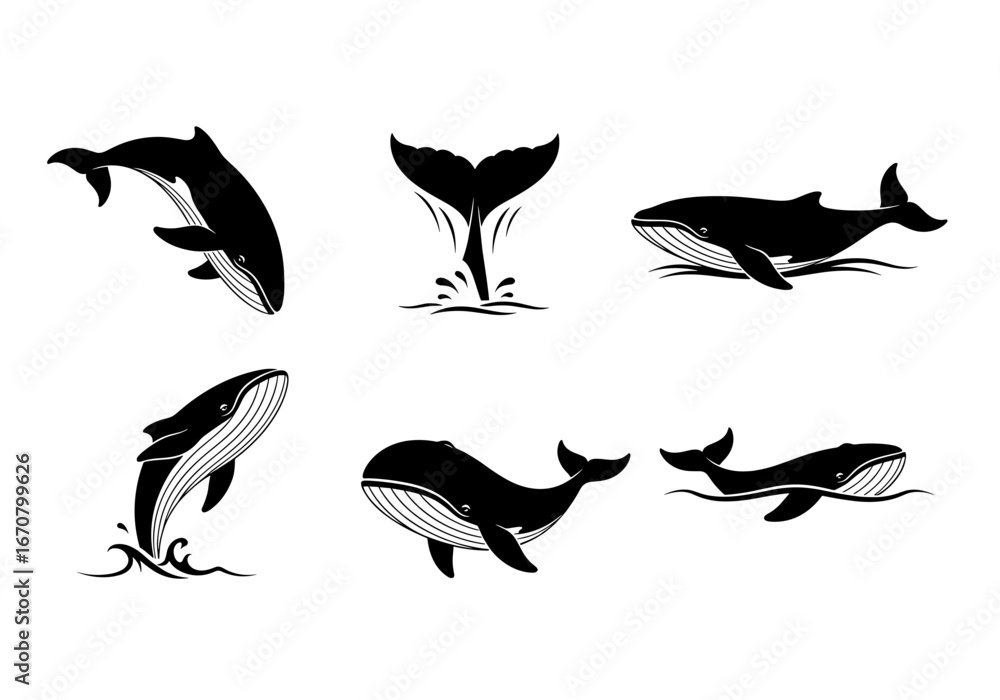 Obraz premium Collection of whale illustrations in various poses showing marine mammal activity and aquatic creatures