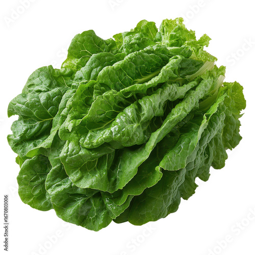 Organic green oakleaf lettuce isolated on transparent background, lettuce salad showcased