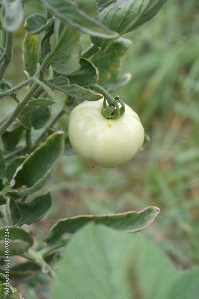 Green unripe Tomato, Green tomatoes plantation. Organic farming, young unripe tomato plant growth in greenhouse, Fresh green unripe tomatoes growing in the garden, Vegetable plantation with tomatoes Green unripe Tomato, Green tomatoes plantation. Organic farming, young unripe tomato plant growth in greenhouse, Fresh green unripe tomatoes growing in the garden, Vegetable plantation with tomatoes